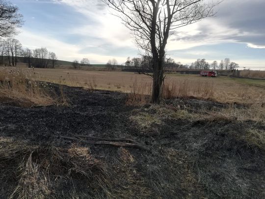 Pola i trawy znowu w ogniu. Tylko wczoraj doszło do sześciu podpaleń ściernisk w gminie Polska Cerekiew