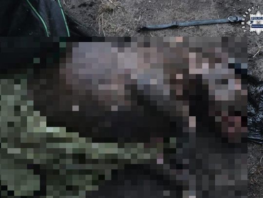 Policja ustaliła właścicielkę psa znalezionego w Kanale Gliwickim. Pomogły informacje z mediów