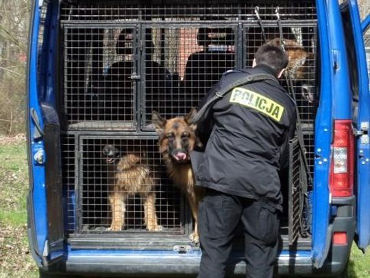 Policjanci z psami ćwiczyli zatrzymywanie niebezpiecznych przestępców