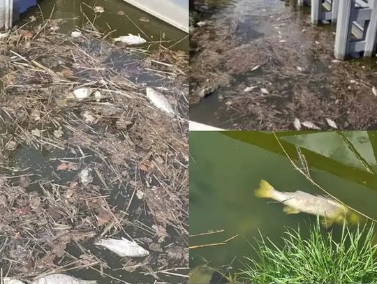 Ponad 150 kg śniętych ryb w trzy dni. Kanał Gliwicki pod stałym nadzorem