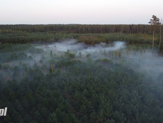 Ponownie płonie las w Kłodnicy. Na miejscu wiele zastępów straży i samolot gaśniczy