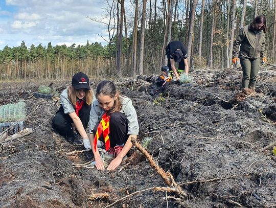 Posadź las razem z leśnikami. W Brzeźcach rusza wiosenna akcja dla mieszkańców