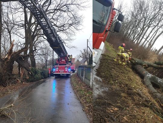 Powalone drzewa na drogach powiatu. Strażacy usuwają skutki wichury