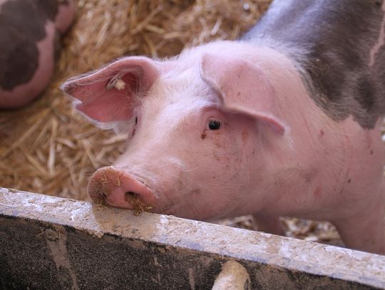 Powiatowy Lekarz Weterynarii apeluje do hodowców świń. Znów odkryto ogniska groźnej choroby