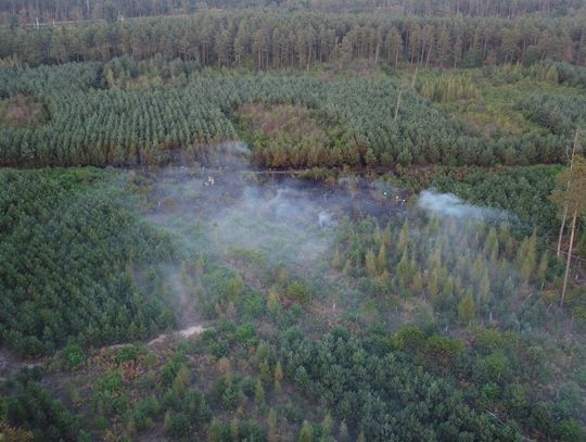 Pożar lasu w Kłodnicy. Na miejscu kilka zastępów strażaków i samolot gaśniczy