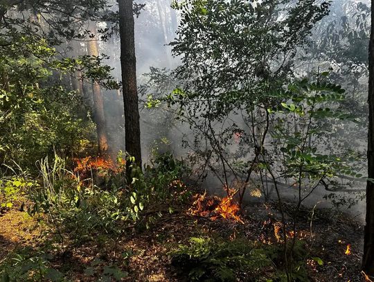 Pożar lasu w Kłodnicy. W akcji strażacy, samolot i śmigłowiec gaśniczy