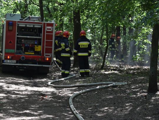 Pożar młodnika w lesie przy alei Partyzantów