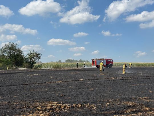 Pożar ścierniska w Mierzęcinie. Strażacy szybko opanowali ogień