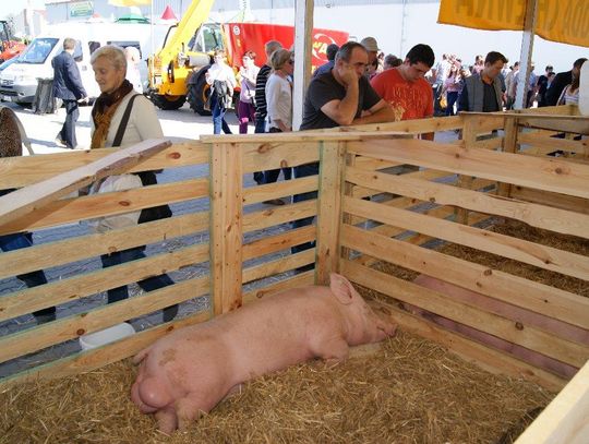 Prawdziwa krowa, świnia i inne zwierzęta hodowlane. Do zobaczenia już w ten weekend w Zakrzowie