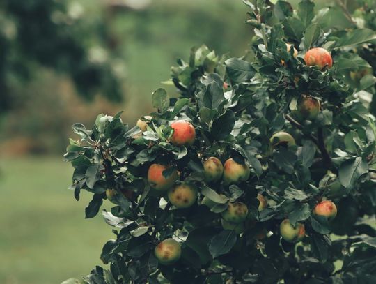 Przędziorki w jabłoniach nie mają szans. Jak skutecznie chronić sad i utrzymać liście w dobrej kondycji?