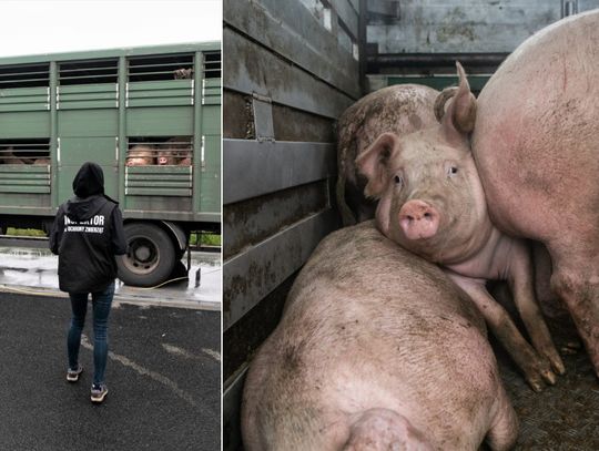 Przeładowany transport świń zatrzymany w Reńskiej Wsi. Surowe konsekwencje dla kierowcy [ZDJĘCIA]