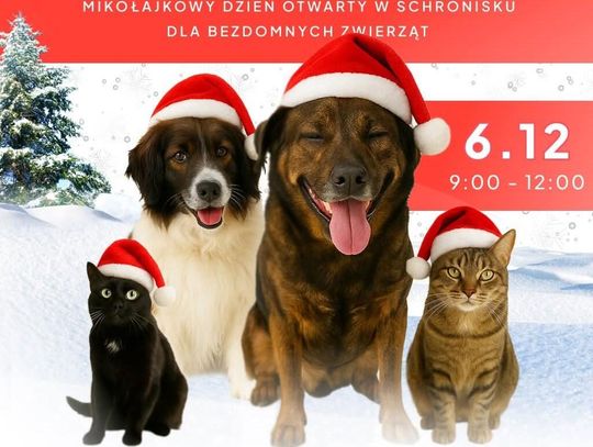 Przyjdź, poznaj, pokochaj. Schronisko zaprasza do zimowej akcji adopcyjnej