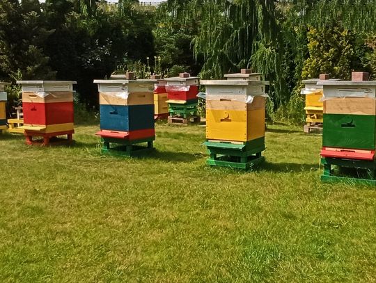 Pszczoły kością sąsiedzkiej niezgody. Co zrobić gdy pasieka utrudnia odpoczynek w ogrodzie?