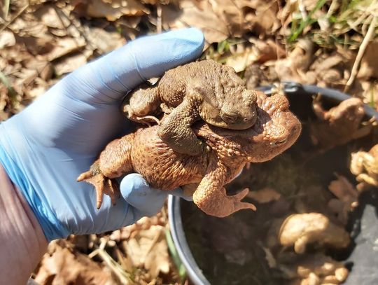 Ratują ropuchy przed śmiercią, przenosząc je przez drogę. Akcja ekologiczna Fundacji Wiedzieć Więcej