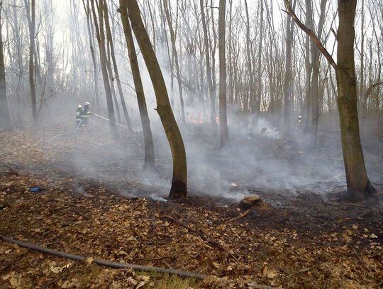 Rośnie ryzyko pożarów w lasach. Kędzierzyn-Koźle objęty drugim stopniem zagrożenia pożarowego