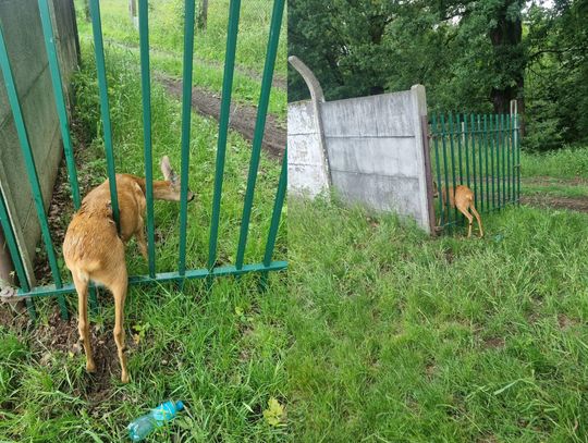 Sarna utknęła w ogrodzeniu. Strażacy ruszyli na ratunek