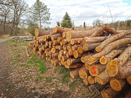 Senator Godyla zapytał w ministerstwie o wycinkę lasów. Okazuje się, że jest ona największa od lat