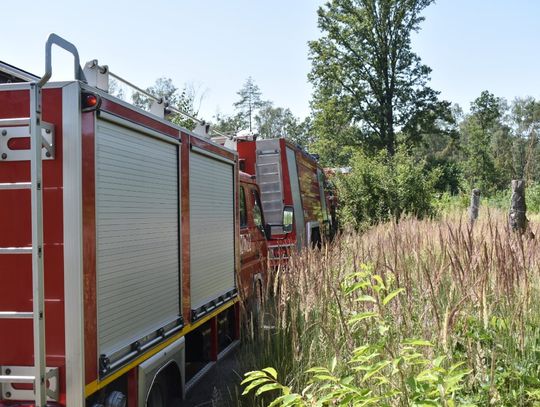 Seria pożarów na terenie Kędzierzyna. Płonął las w Azotach