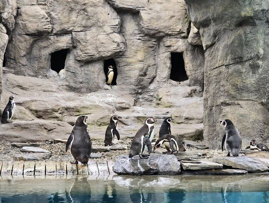 Śląski Ogród Zoologiczny w Chorzowie – spotkanie z dziką naturą w sercu aglomeracji