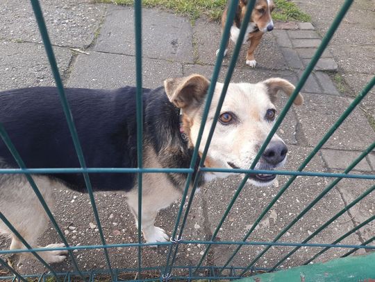 Służby wojewody kontrolują schroniska w regionie. Placówka w Kędzierzynie-Koźlu bez zastrzeżeń