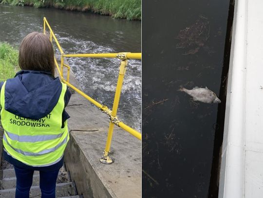 Śnięte ryby w Kanale Gliwickim i Kędzierzyńskim i awaria oczyszczalni w Gliwicach. Służby monitorują sytuację