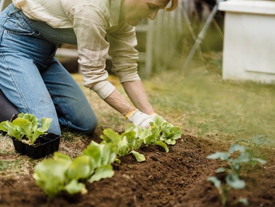 Środki ochrony roślin sklep internetowy