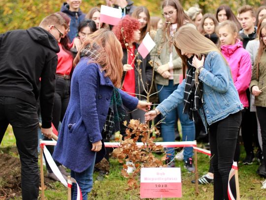 Starostwo chce posadzić sto dębów na stulecie odzyskania przez Polskę niepodległości