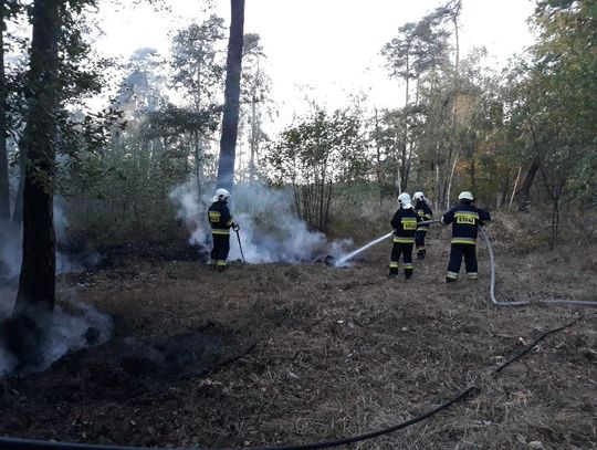 Strażacy gasili pożar w lesie kłodnickim. ZDJĘCIA