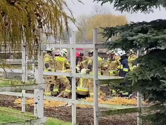 Strażacy pomagali uratować konia, który nie potrafił samodzielnie się podnieść