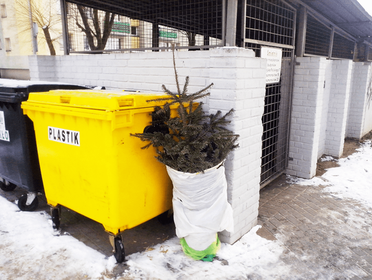Świąteczne drzewka to teraz odpad biodegradowalny. Gdzie je wyrzucić?
