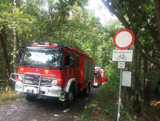 Szczęśliwy finał poszukiwań 57-letniego grzybiarza. Mężczyzna wrócił do domu