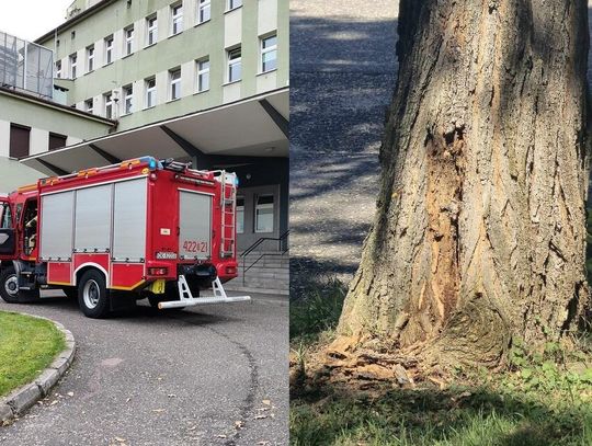 Szerszenie zadomowiły się na terenie kozielskiego szpitala. Do pomocy ruszyli strażacy