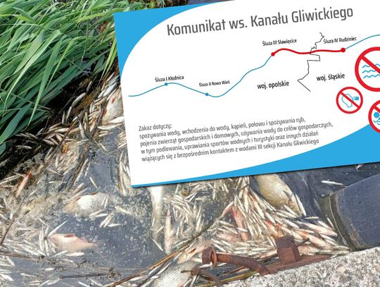 Tylko na tym odcinku Kanału Gliwickiego pojawiają się śnięte ryby. Wojewoda wydał zakaz korzystania z wód