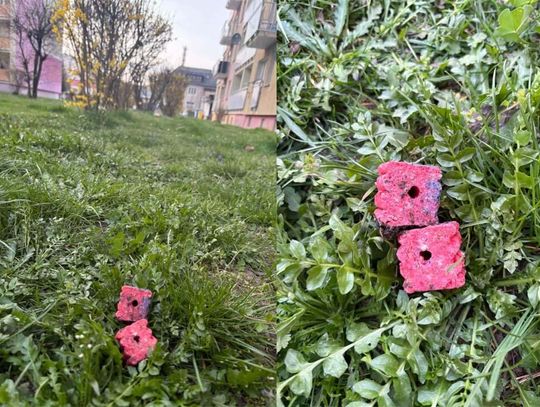 Uwaga! Ktoś może próbować zatruć zwierzęta. Dziwna substancja rozrzucona na osiedlu i ogródkach