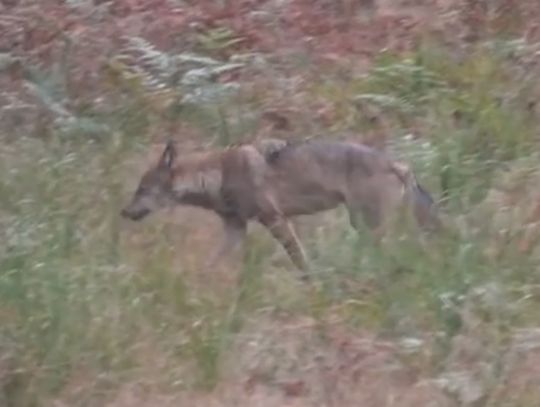 W lasach w rejonie Kędzierzyna-Koźla zauważono wilki. Jest nagranie [WIDEO]