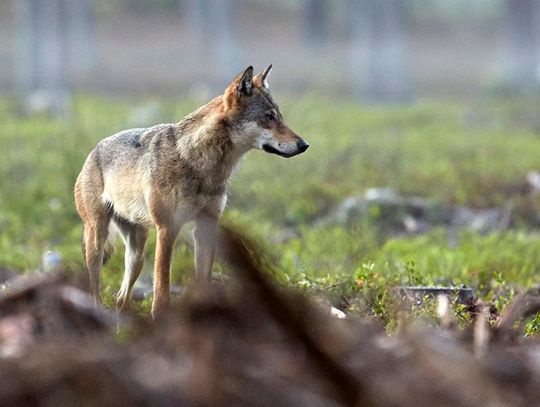 W lesie na terenie powiatu kędzierzyńsko-kozielskiego zauważono watahę wilków