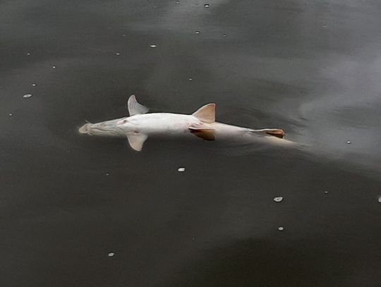 W Odrze znów znaleziono śnięte ryby. Wody Polskie informują, że martwe zwierzęta napływają od strony Czech