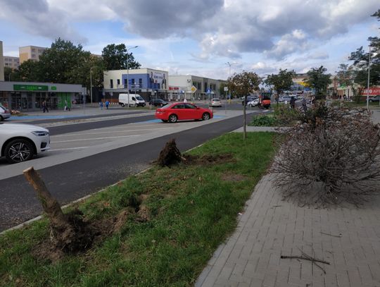 W Śródmieściu pojawi się sporo nowej zieleni. Ruszyły prace przy ulicy Wojska Polskiego
