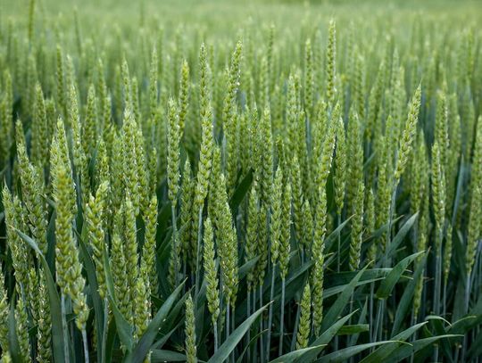 Wapnowanie gleby – dlaczego jest niezbędne dla zdrowych upraw?