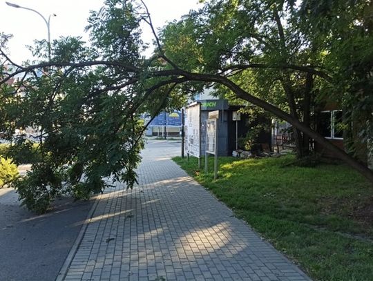 Wichura uszkodziła wiele drzew w Kędzierzynie-Koźlu. Kogo powiadomić o niebezpieczeństwie?
