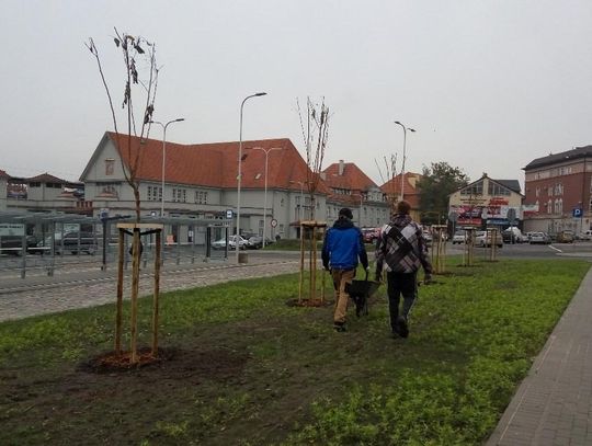 Więcej zieleni w centrum miasta. Przy nowym rondzie posadzono drzewa