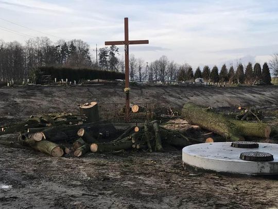 Wielka awantura o drzewa w Sławięcicach. Miasto wycięło, dla niektórych to zamach na świętość