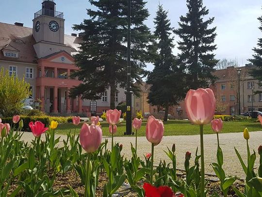 Wiśnie, berberysy, tulipany, lawendy i inne… Jeszcze więcej zieleni na placu Wolności