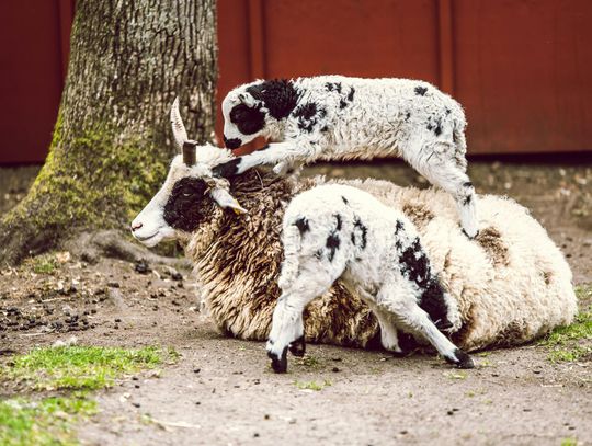 Włóczki z wełny merino to naturalna jakość dla Twoich projektów