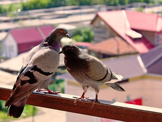 Wracający problem z gołębiami. W tym bloku opanowały cały balkon i zatruwają życie mieszkańców