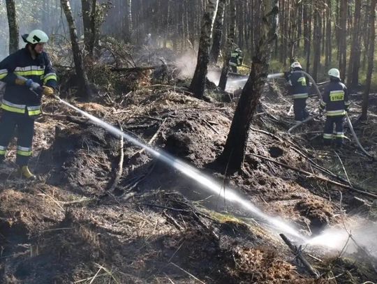 Wraz z nadejściem wiosny rośnie ryzyko pożarowe w lasach. Wydano drugi stopień alarmowy