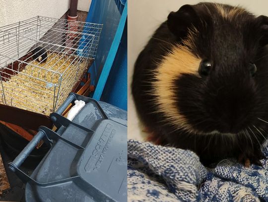 Wyrzucił klatkę z żywą świnką morską na śmietnik. Za taki czyn grozi nawet więzienie