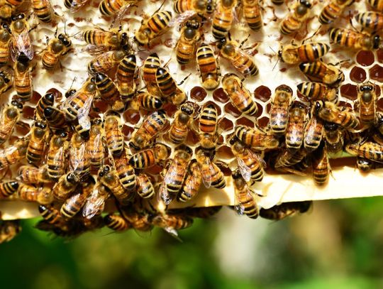 Zgnilec amerykański pszczół na terenie gminy Bierawa. Hodowcy mają zgłaszać się do powiatowego lekarza weterynarii