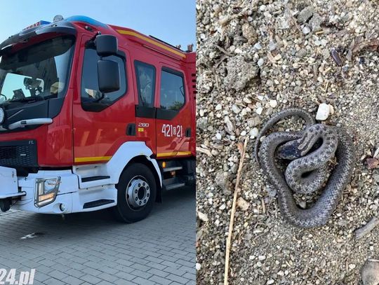 Żmija wtargnęła do domu seniora w Trawnikach. Na miejscu interweniowała straż pożarna