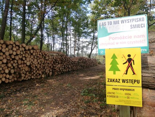 Znikają lasy wokół osiedla Piastów - Powstańców Śląskich. Mieszkańcom trudno się na to patrzy